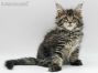 Gumby of Maine Coon Castle 9 Wochen alt, 1340g