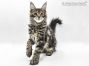 Hardy of Maine Coon Castle 3,5 Monate alt, 2880g
