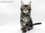 Hardy of Maine Coon Castle 11 Wochen alt, 1895g