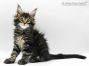 Hardy of Maine Coon Castle 8 Wochen alt, 1495g
