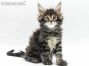 Hardy of Maine Coon Castle 7 Wochen alt, 1125g