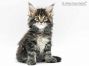 Hardy of Maine Coon Castle 5 Wochen alt, 785g