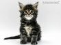 Hardy of Maine Coon Castle 3 Wochen alt, 657g