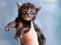 Hardy of Maine Coon Castle 2 Wochen alt, 446g