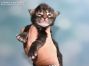 Hardy of Maine Coon Castle 1 Woche alt, 334g