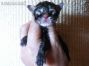 Hardy of Maine Coon Castle 1 Tag alt
