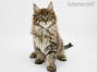 Lumich of Maine Coon Castle 12 Wochen alt, 1945g