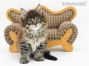 Lumich of Maine Coon Castle 7 Wochen alt, 1085g