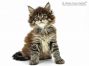 Lumich of Maine Coon Castle 6 Wochen alt, 897g