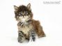 Lumich of Maine Coon Castle 5 Wochen alt, 724g