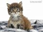 Lumich of Maine Coon Castle 4 Wochen alt, 603g