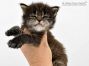 Maine Coon Kitten aus Friedrichswalde