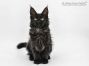 Maggy of Maine Coon Castle 12 Wochen alt, 1760g