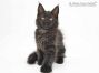 Maggy of Maine Coon Castle 10 Wochen alt, 1430g