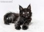 Maggy of Maine Coon Castle 7 Wochen alt, 839g