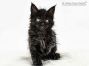 Maggy of Maine Coon Castle 6 Wochen alt, 770g