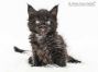 Maggy of Maine Coon Castle 5 Wochen alt, 666g