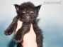 Maggy of Maine Coon Castle 3 Wochen alt, 459g