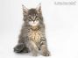 Mailo of Maine Coon Castle 10 Wochen alt, 1455g