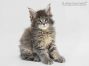 Mailo of Maine Coon Castle 8 Wochen alt, 1069g