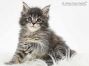 Mailo of Maine Coon Castle 6 Wochen alt, 808g