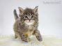 Mailo of Maine Coon Castle 5 Wochen alt, 662g