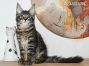 Mario of Maine Coon Castle 14 Wochen alt, 2570g