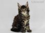 Mario of Maine Coon Castle 8 Wochen alt, 1255g