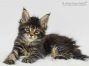 Mario of Maine Coon Castle 7 Wochen alt, 1101g