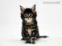 Mario of Maine Coon Castle 6 Wochen alt, 978g