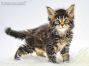 Mario of Maine Coon Castle 5 Wochen alt, 759g