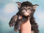 Mario of Maine Coon Castle 4 Wochen alt, 631g