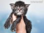 Mario of Maine Coon Castle 3 Wochen alt, 496g