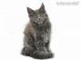 Mascha of Maine Coon Castle 12 Wochen alt, 1565g