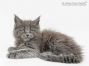 Mascha of Maine Coon Castle 8 Wochen alt, 922g