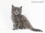 Mascha of Maine Coon Castle 7 Wochen alt, 819g