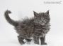 Mascha of Maine Coon Castle 6 Wochen alt, 758g