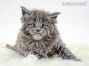 Mascha of Maine Coon Castle 5 Wochen alt, 638g