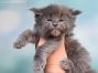 Mascha of Maine Coon Castle 4 Wochen alt, 574g