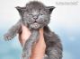 Mascha of Maine Coon Castle 3 Wochen alt, 476g