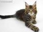 Matze of Maine Coon Castle 12 Wochen alt, 1695g