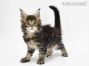 Matze of Maine Coon Castle 8 Wochen alt, 1023g