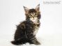 Matze of Maine Coon Castle 7 Wochen alt, 920g