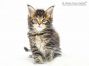 Matze of Maine Coon Castle 6 Wochen alt, 781g