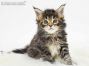 Matze of Maine Coon Castle 5 Wochen alt, 649g