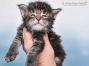 Matze of Maine Coon Castle 3 Wochen alt, 444g