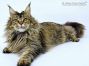 Nadja of Maine Coon Castle 2 Jahre und 1 Monat alt