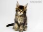 Nadja of Maine Coon Castle 8 Wochen alt, 1004g