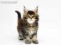 Nadja of Maine Coon Castle 7 Wochen alt, 857g