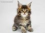 Nadja of Maine Coon Castle 6 Wochen alt, 712g